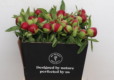 Peonia Red Charm 50cm
