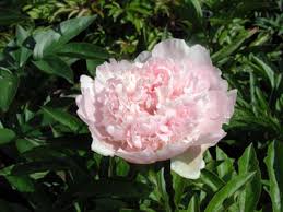 Peonia Nac. Alertie 45cm Rs.