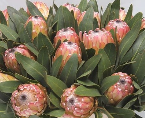 Protea Susara 50cm "unidad"