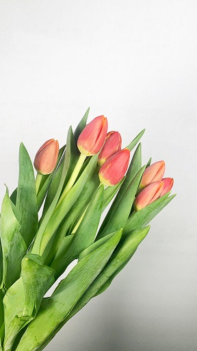 Tulipan Hol. Verandi Bicolor rojo 40cm