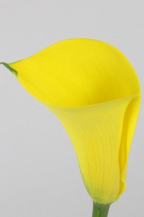 Calla Gold Medal 70cm