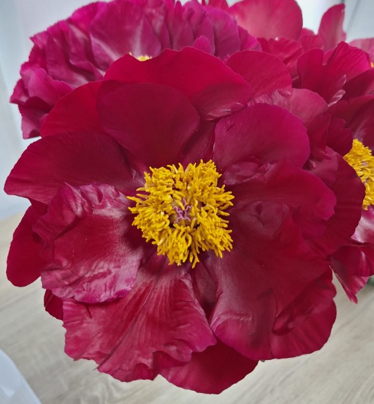 Peonia Nac. Mackinac Grand 55cm Rj.