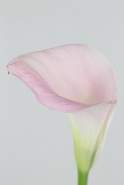 Calla Captain Melrose 50cm Rosa