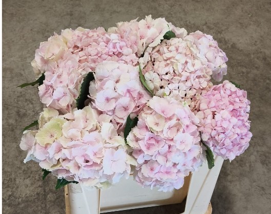 Hortensia Hol. M. Emerald 50cm �14/16 Rs.