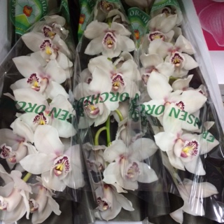 Cymbidium Meline 80cm Blanco