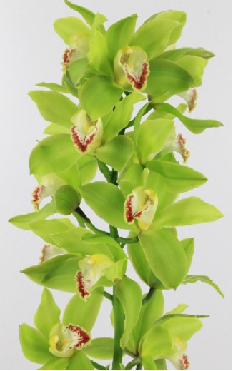 Cymbidium Green Giant 50cm Verde