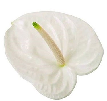 Anthurium Hol. Adina Blanca 9  "CC20"