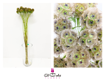 Scabiosa Stellata 60cm "T50"