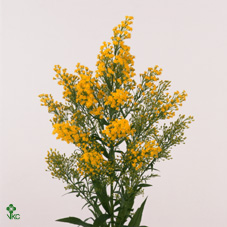 Solidago Tara Gold 70cm 25gr "T25"
