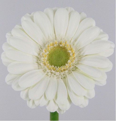 Gerbera Mini Hol. Albino Bl. "T20"