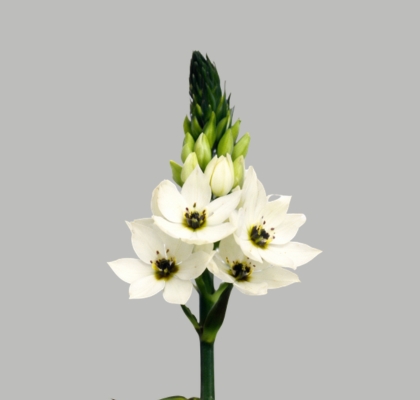 Ornitogalum Hol. Thyrsoides 55cm "T50"