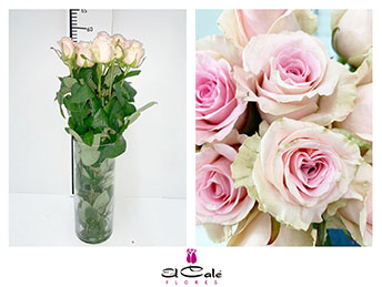 Rosa Hol. Sweet Dolomiti 55cm