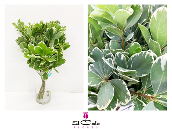 Pittosporum Illan 50cm