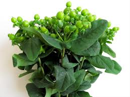 Hypericum Hol. Coco Bamboo 50cm Vd