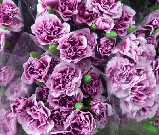 Clavel Mini Jaspeado Morado