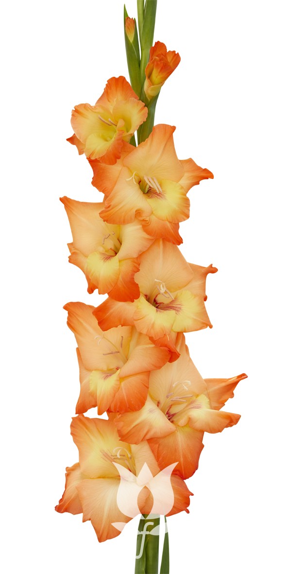 Gladiolo Nac. Naranja 140cm