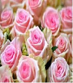 Rosa Hol. Sweet Dolomiti 60cm "A2"