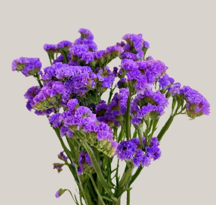 Statice Nac. Azul Claro 70cm