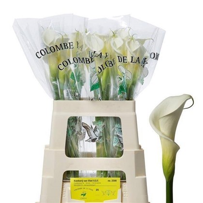 Calla Gr. Hol. Colombe Paix 60cm