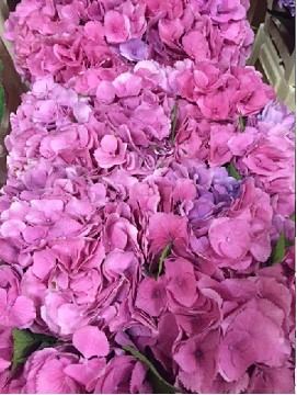 Hortensia Elbtal 60cm x5 Rs 20