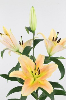 Oriental Hol. Sal. Zelmira 90cm 3/5 fl.