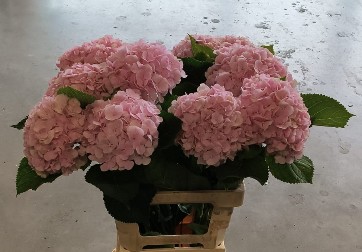 Hortensia Hol. Verena 70cm �16/18 Rs.