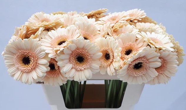 Gerbera Mini Hol. Cafe Cr. "T20"
