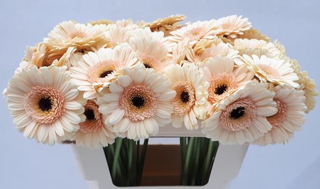 Gerbera Mini Hol. Cafe x20 Cr