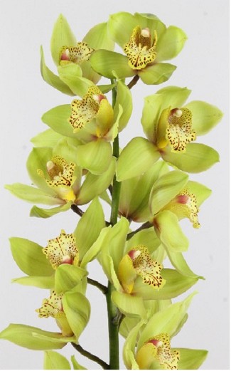 Cymbidium Bonny 80cm Vd