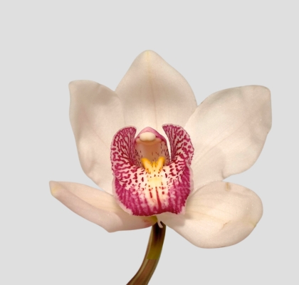Cymbidium Time Out 60cm Blanca