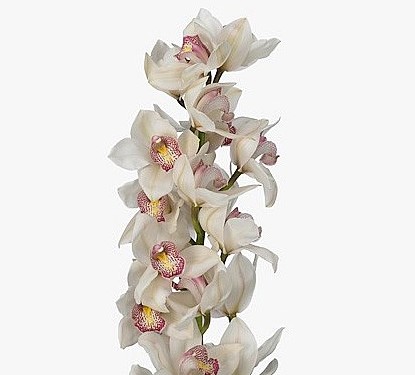 Cymbidium Time Out 80cm Bl.