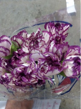 Clavel Col. Fancy Kino
