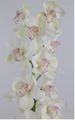 Cymbidium Mrs Sugar Lee  80cm Blanca