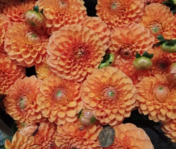 Dalia Hol. Sylvia 50cm Nj. "CC40"