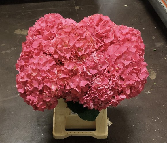 Hortensia Hol. Glow Alps 60cm �18/20 Rosa