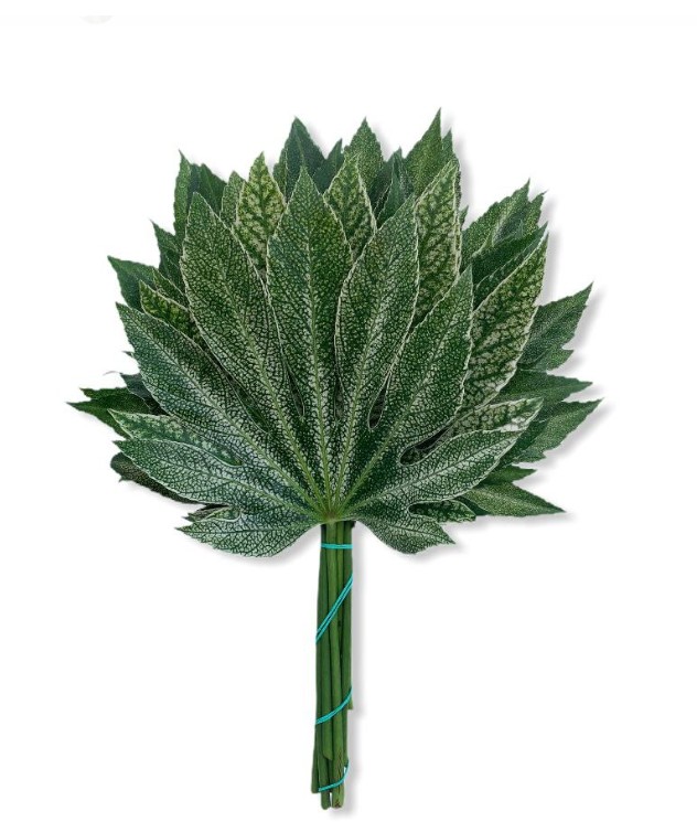 Aralia 40cm Mediana Cocodrilo "T50"