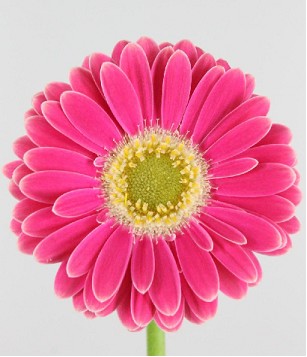 Gerbera Mini Hol. Twiggy x20 Fr