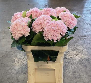 Hortensia Hol. Verena 80cm �18/20 Rosa