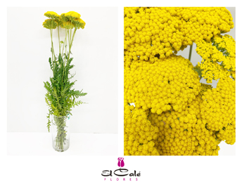 Achilea Hol. Amarilla 50cm