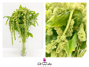 Amaranthus Hol. Cycloop 60cm Vd.