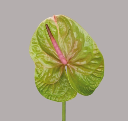 Anthurium Hol. Verino 9  "CC20"