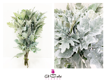Roble Hol. Rubra Blanco 80cm Pintado