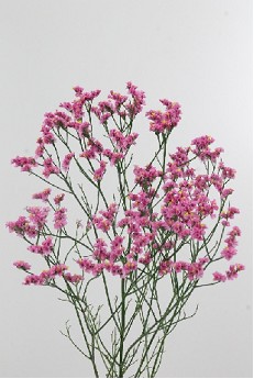 Limonium Hol. Princess Diamond 65cm 30gr "T25" Rs