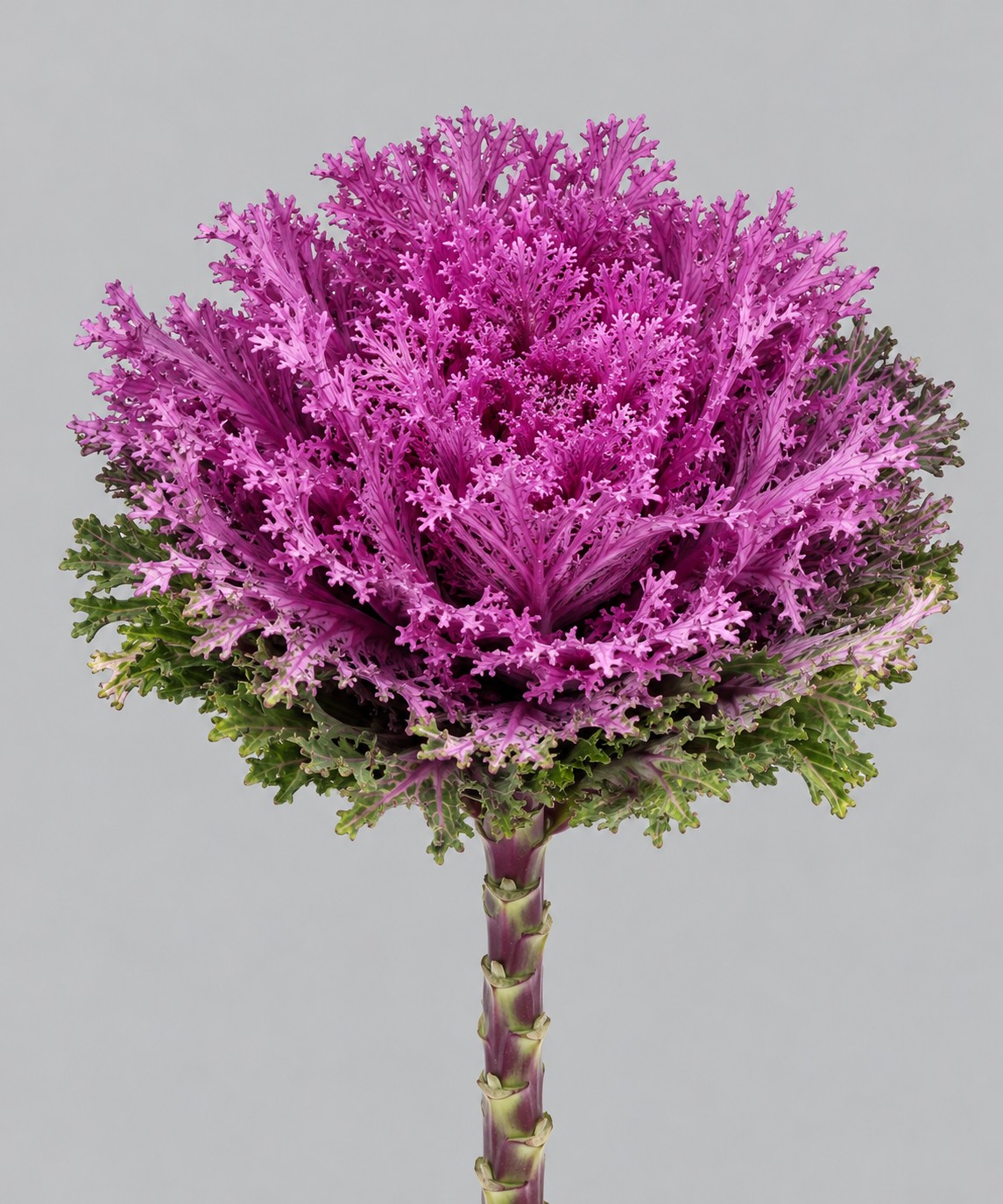 Brassica Hol. Crane Queen 60cm Mor.