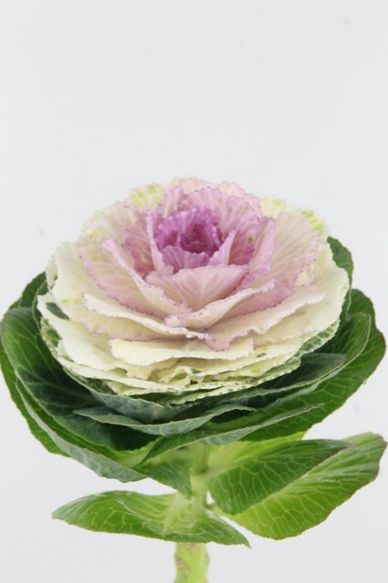 Brassica Hol. Crane Bicolor 60cm