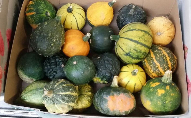 Calabazas Mini "CC25"