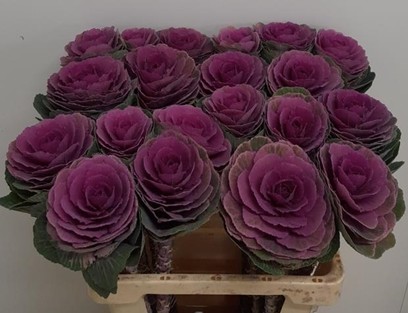 Brassica Hol. Red Crane 60cm