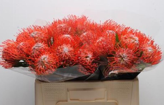 Protea Nutans Tango 50cm Rj.
