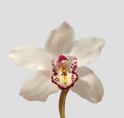 Cymbidium Ice Bear 80cm Bl.