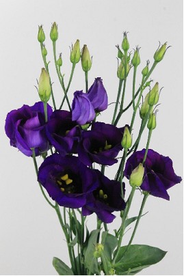 Lisiantus Hol. Piccolo Violet 70cm 55gr x10 Mo.